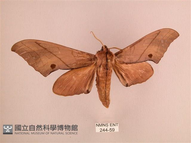 直翅六點天蛾藏品圖，第1張