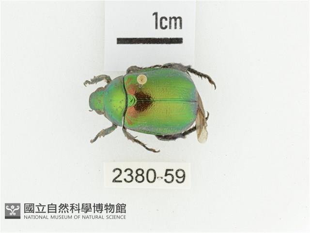 艷金龜藏品圖，第1張