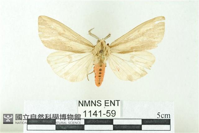 赭新污燈蛾藏品圖，第1張