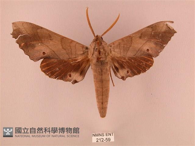 栗六點天蛾藏品圖，第1張