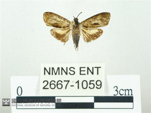 叉紋閃舞蛾藏品圖，第1張