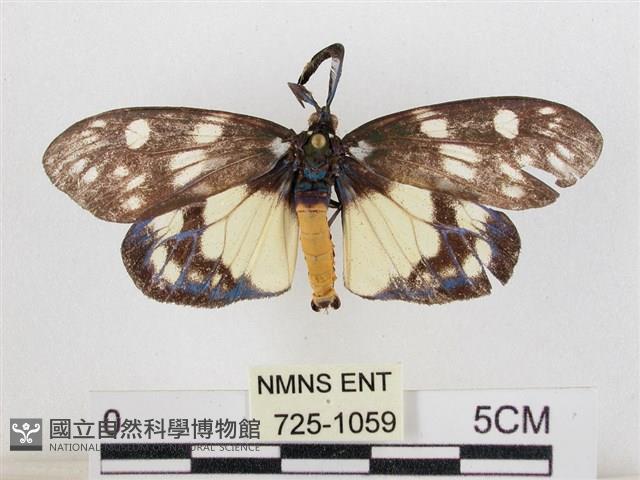 蓬萊茶斑蛾藏品圖，第1張