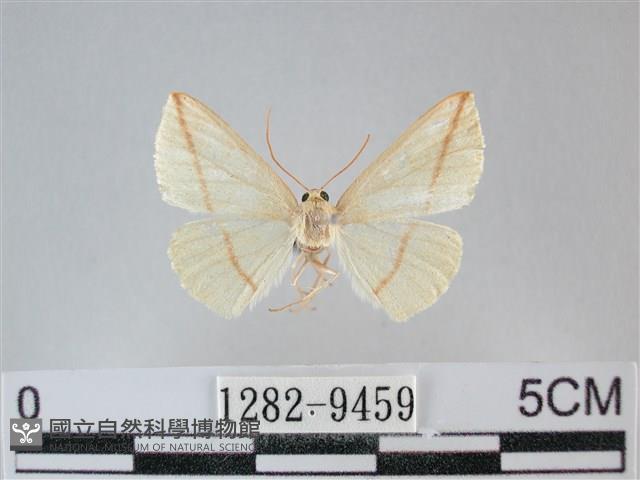 澄線尺蛾藏品圖，第1張