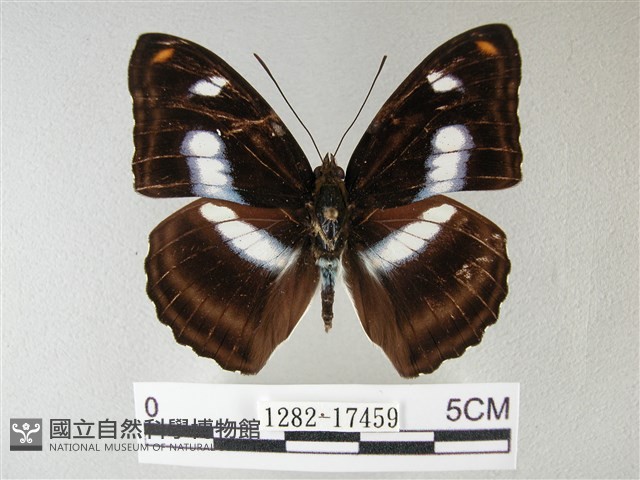 雙色帶蛺蝶藏品圖，第1張