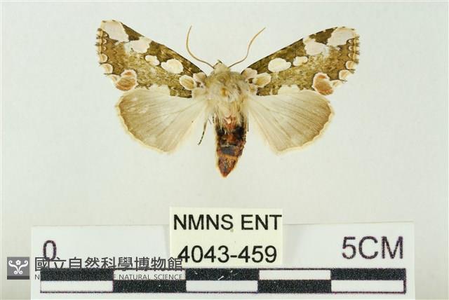 連珠波紋蛾藏品圖，第1張