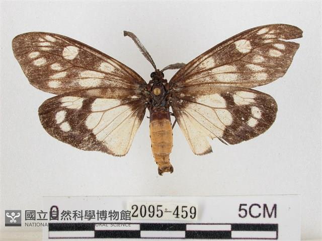 蓬萊茶斑蛾藏品圖，第1張