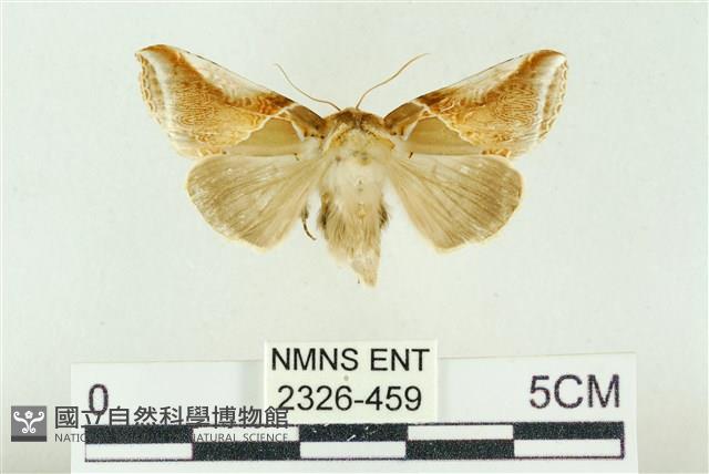 印華波紋蛾藏品圖，第1張