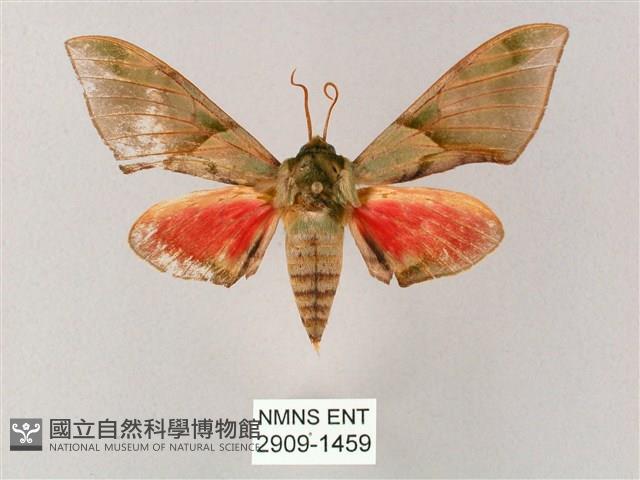 榆綠天蛾藏品圖，第1張