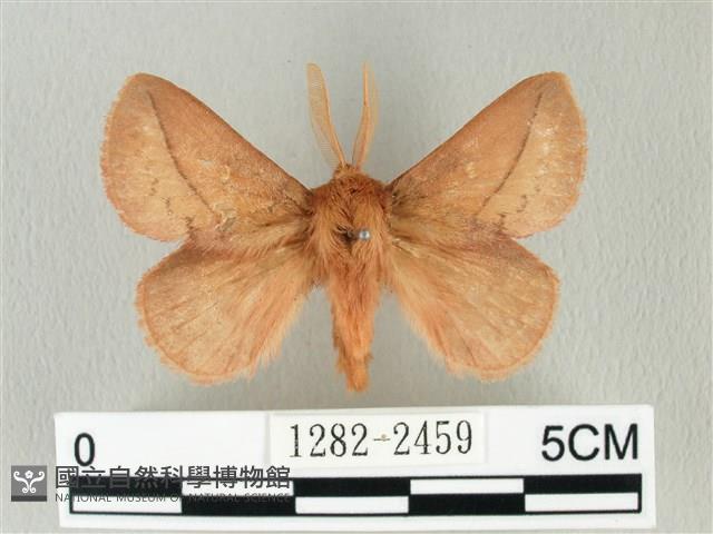 褐斜帶枯葉蛾藏品圖，第1張