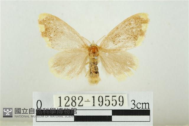 黑翅黃毒蛾藏品圖，第1張