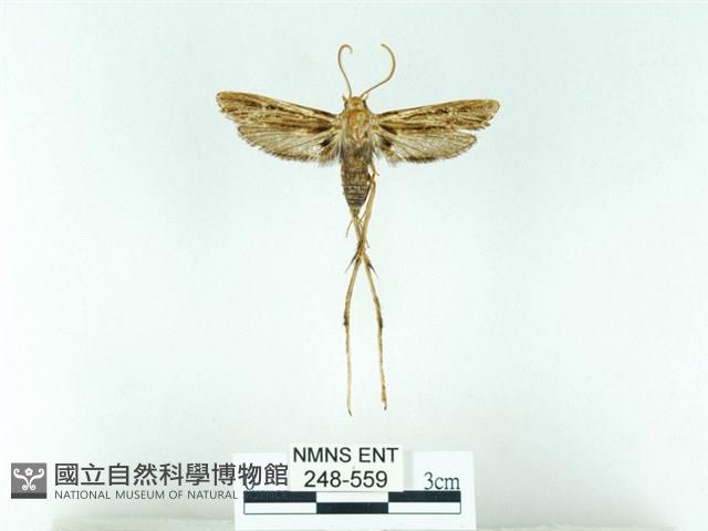 長腳大織蛾藏品圖，第1張