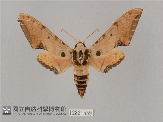 廣東鷹翅天蛾藏品圖，第1張