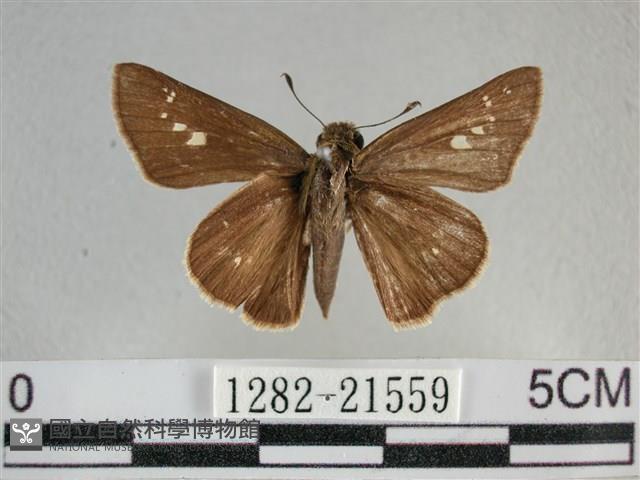 小稻弄蝶藏品圖，第1張