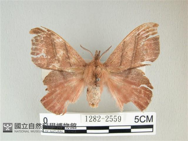 埔里雙線枯葉蛾藏品圖，第1張