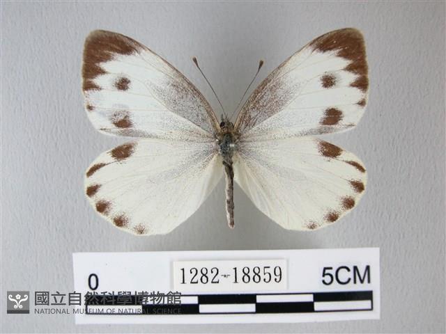 緣點白粉蝶藏品圖，第1張