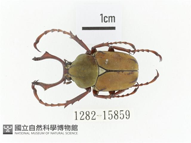 臺灣角金龜藏品圖，第1張