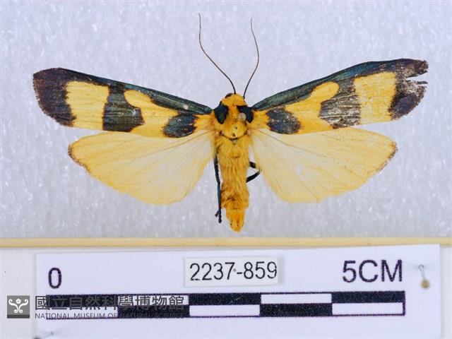 閃光苔蛾藏品圖，第1張