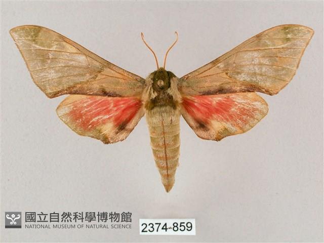 榆綠天蛾藏品圖，第1張