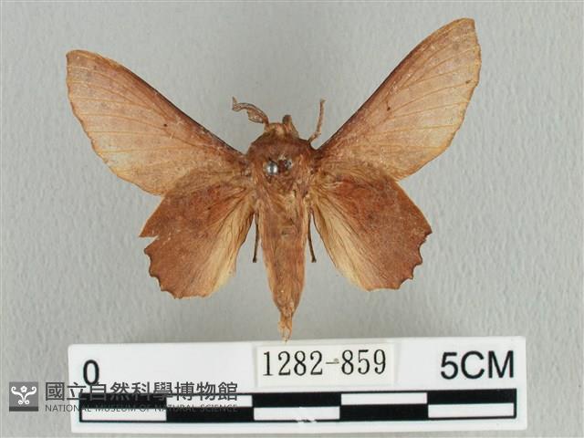 臺灣枯葉蛾藏品圖，第1張