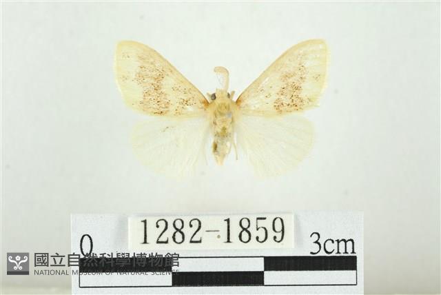 寬紋黃毒蛾藏品圖，第1張