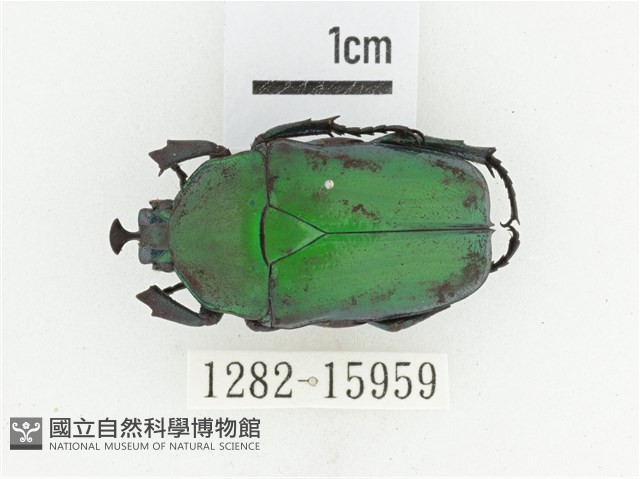 臺灣扇角金龜藏品圖，第1張
