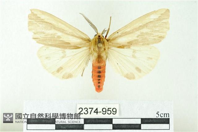 赭新污燈蛾藏品圖，第1張