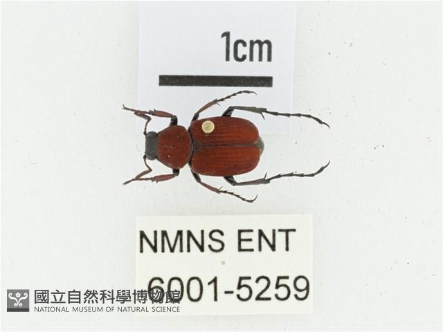 血紅虎斑花金龜藏品圖，第1張