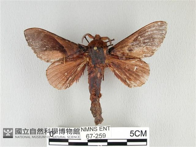 大褐斑枯葉蛾藏品圖，第1張