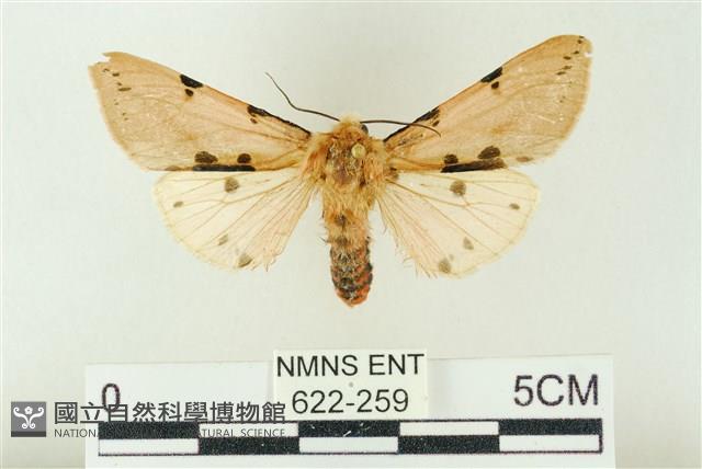 棍棒污燈蛾藏品圖，第1張