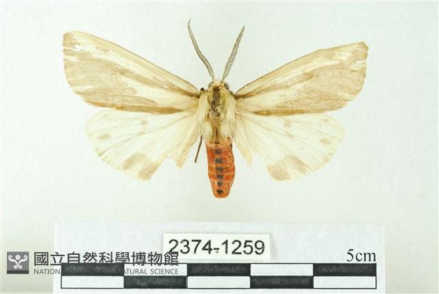 赭新污燈蛾藏品圖，第1張