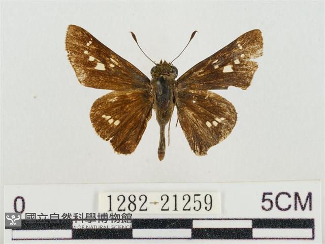 稻弄蝶藏品圖，第1張