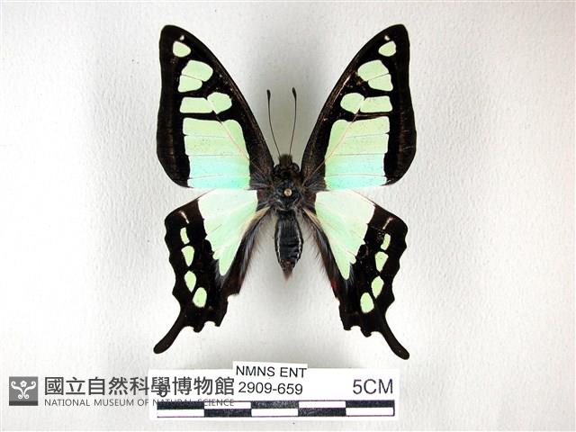 寬帶青鳳蝶藏品圖，第1張