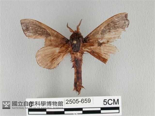 大褐斑枯葉蛾藏品圖，第1張