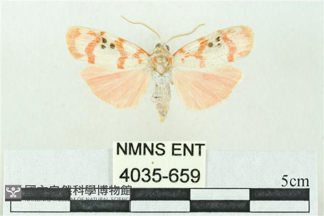 臺雪苔蛾藏品圖，第1張