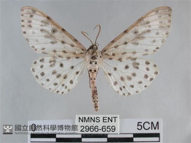 大胡麻斑星尺蛾藏品圖，第1張