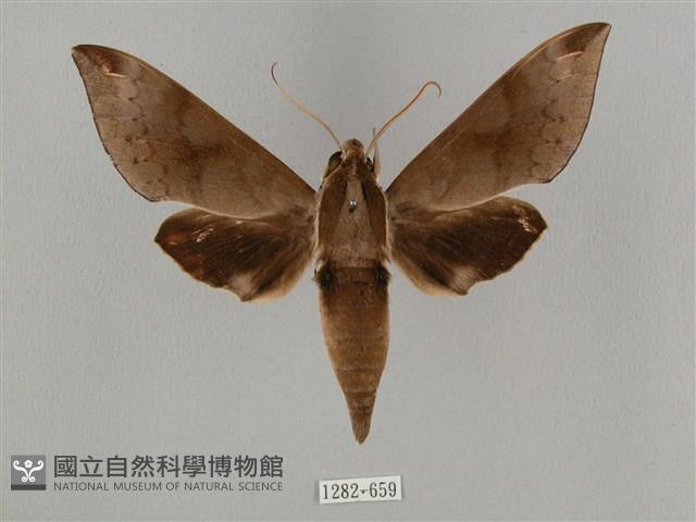 鋸線天蛾藏品圖，第1張