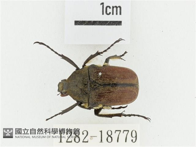 臺灣高山褐騷金龜藏品圖，第1張