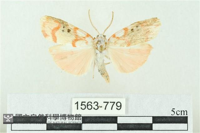 臺雪苔蛾藏品圖，第1張