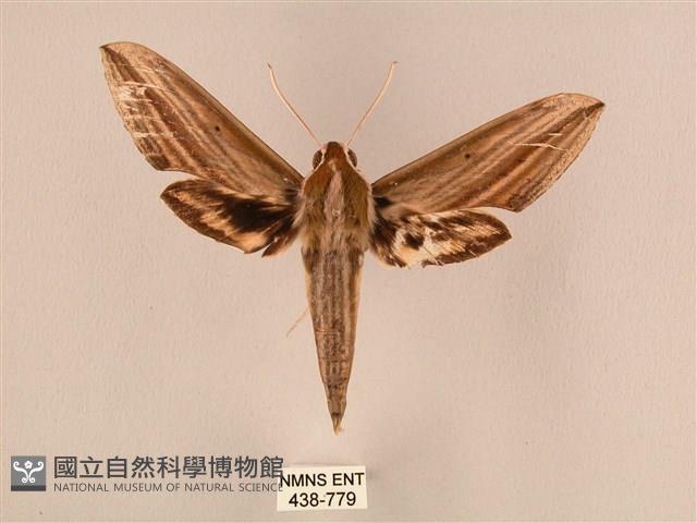 棕綠背線天蛾藏品圖，第1張