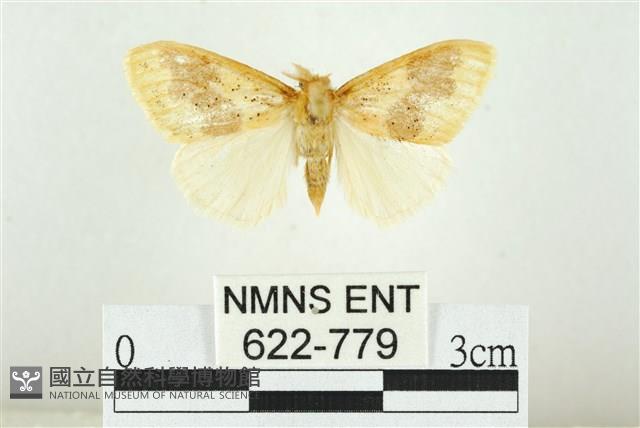 寬紋黃毒蛾藏品圖，第1張