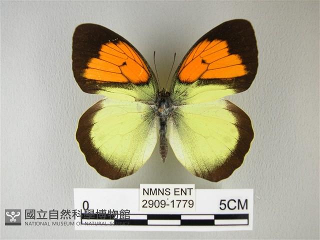異粉蝶、雌白黃蝶藏品圖，第1張