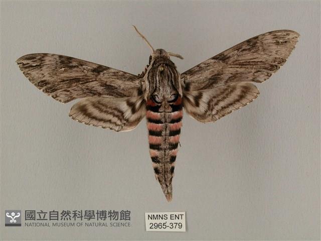 蝦殼天蛾藏品圖，第1張