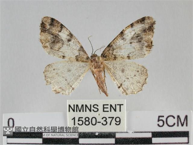 雙峰霜尺蛾藏品圖，第1張