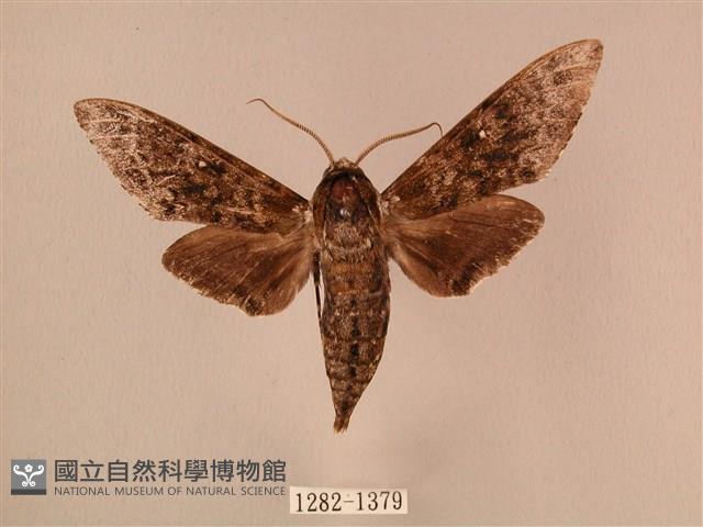 白星天蛾藏品圖，第1張