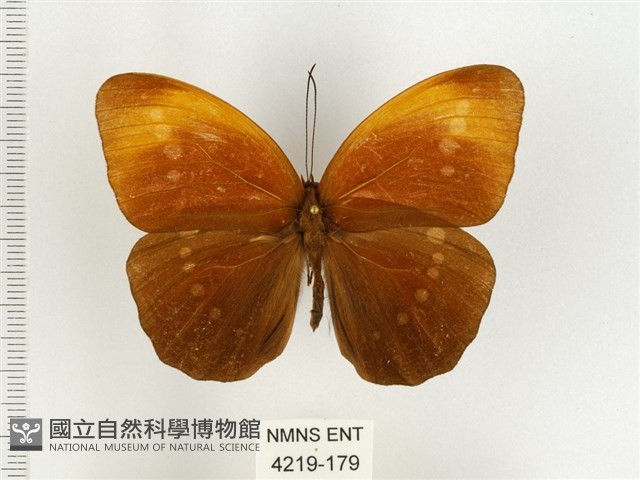 串珠環蝶藏品圖，第1張