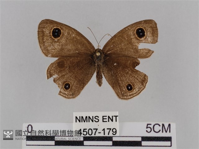 密紋波眼蝶藏品圖，第1張