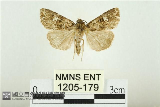 白斑散紋夜蛾藏品圖，第1張