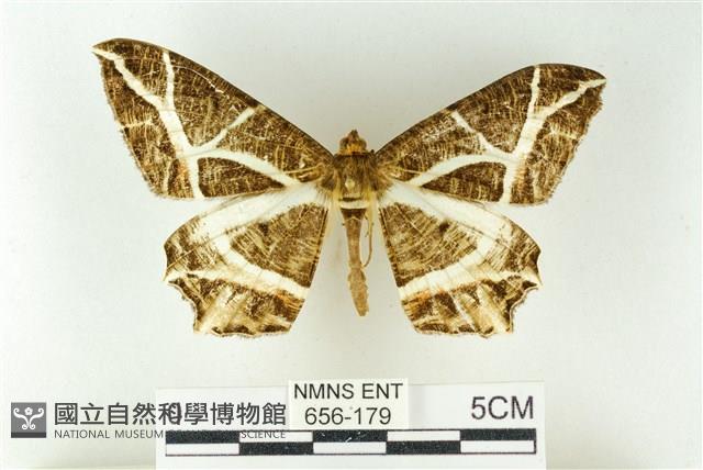 樹形尺蛾藏品圖，第1張