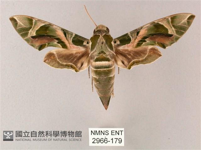 粉綠白腰天蛾藏品圖，第1張