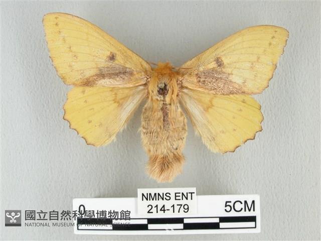 青枯葉蛾藏品圖，第1張